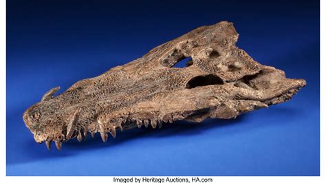 CROCODILE FOSSILS FOR SALE